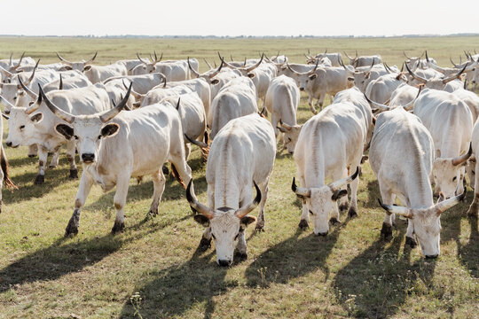 Herd of Hungarian grey cattle grazing in Hortobagy