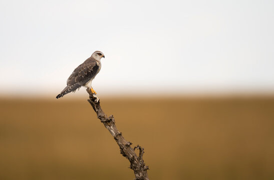 Black-Winged Kite (Elanus Caeruleus) On A Branch  