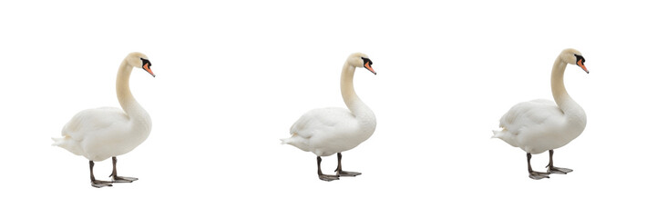 Fototapeta premium Graceful Mute Swan - Cygnus olor - Cygne - Cisne - Elegant White Water Bird SEO Title - Beautiful Bird Swimming in Calm Lake Water Wildlife Photography - Romantic Nature Wildlife Photography Portrait