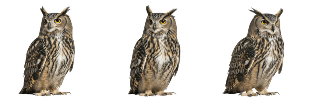 Great Horned Owl Night - Bubo virginianus - Grand-duc d'Am&eacute;rique - B&uacute;ho cornudo - Wise Nocturnal Bird SEO Title - Silent Hunter Perched in Moonlight Forest Wildlife Photography - Iconic Raptor Photo
