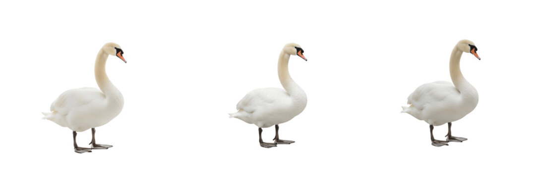 Graceful Mute Swan - Cygnus olor - Cygne - Cisne - Elegant White Water Bird SEO Title - Beautiful Bird Swimming in Calm Lake Water Wildlife Photography - Romantic Nature Wildlife Photography Portrait