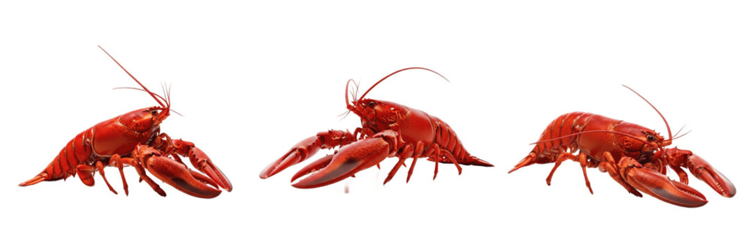 European Lobster Claws - Homarus gammarus - Homard - Bogavante - Large Marine Crustacean SEO Title - Blue Shellfish Hiding in Underwater Cave Wildlife Photography - Iconic Seafood Marine Species Photo