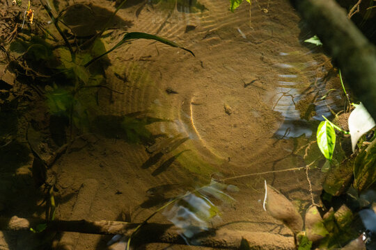Sunlight creating ripples in a forest stream
