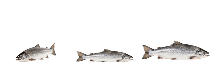 Fototapeta premium Atlantic Salmon Leap - Salmo salar - Saumon - Salmón - Migratory Freshwater Fish SEO Title - Silver Fish Jumping up Waterfall in River Rapids Wildlife Photography - Iconic Nature Migration Photo Art
