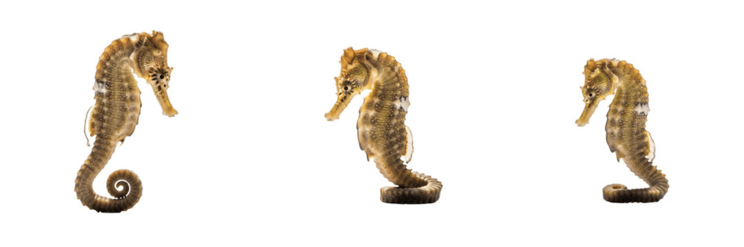 Common Seahorse Swim - Hippocampus - Hippocampe - Caballito de mar - Unique Marine Fish SEO Title - Small Sea Creature Clinging to Seagrass in Reef Wildlife Photography - Magical Ocean Wildlife Photo