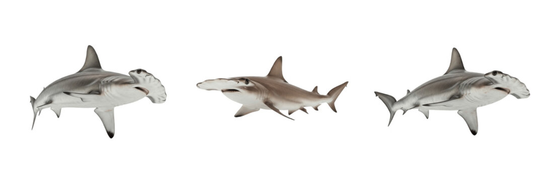 Hammerhead Shark Swim - Sphyrna - Requin-marteau - Tibur&oacute;n martillo - Unique Marine Fish SEO Title - Strange Head Shape Predator in Tropical Reef Water Wildlife Photography - Rare Sea Wildlife Photo