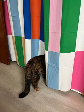 Cat Behind Colorful Curtain