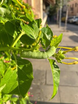 Green Caterpillar on Leaf