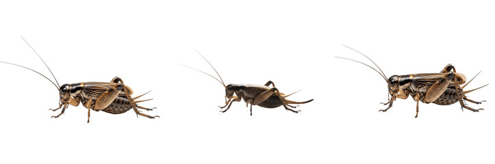 Field Cricket Chirp - Gryllus - Grillon - Grillo - Musical Nocturnal Insect SEO Title - Black Insect on Ground in Night Meadow Wildlife Photography - Sound of Summer Night Nature Wildlife Portrait © NigCocu