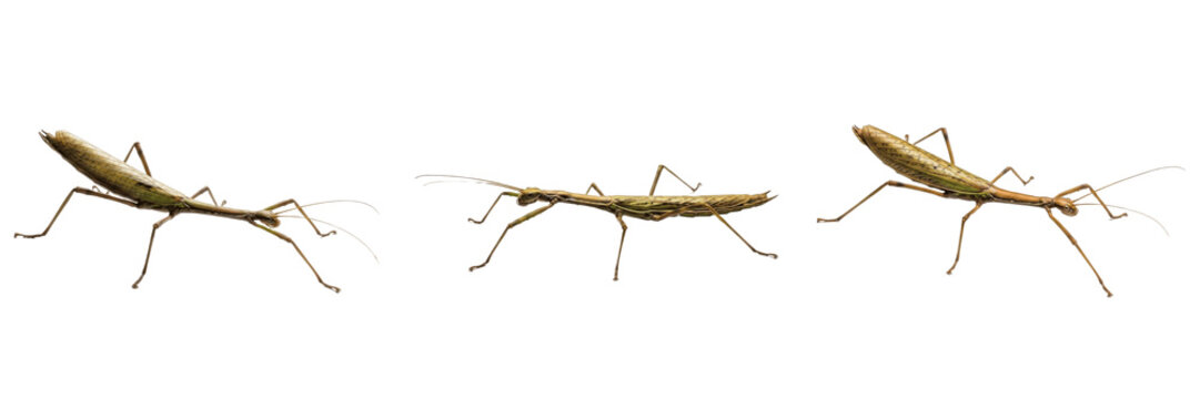 Giant Stick Insect - Phasmatodea - Phasme - Insecto palo - Camouflaged Forest Insect SEO Title - Long Thin Branch Mimic Insect on Tree Foliage Wildlife Photography - Unique Evolution Nature Photo