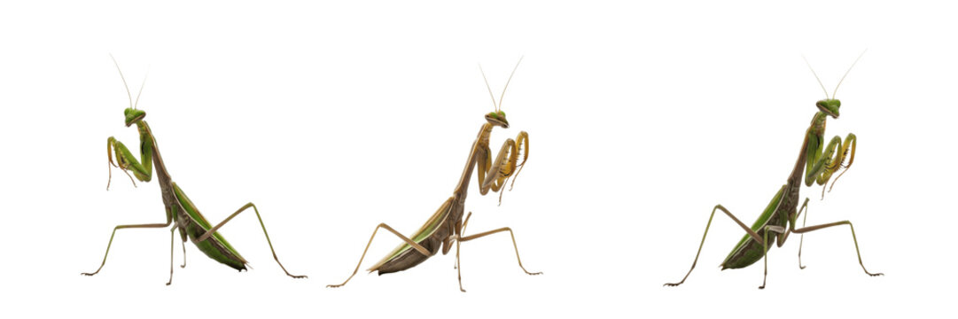 Praying Mantis Strike - Mantis religiosa - Mante religieuse - Mantis religiosa - Predator Insect SEO Title - Green Ambush Hunter on Flower Petal in Garden Wildlife Photography - Fierce Nature Portrait