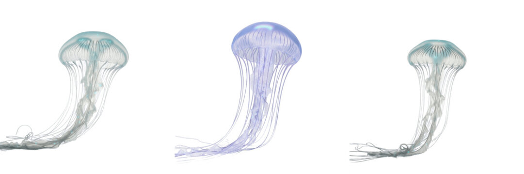 Box Jellyfish Floating - Cubozoa - M&eacute;duse - Medusa - Venomous Marine Invertebrate SEO Title - Transparent Stinging Sea Creature in Tropical Water Wildlife Photography - Dangerous Aquatic Wildlife