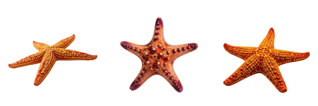 Common Starfish on Rocks - Asteroidea - &Eacute;toile de mer - Estrella de mar - Five Armed Echinoderm SEO Title - Red Sea Star in Coastal Tide Pool Habitat Wildlife Photography - Iconic Marine Nature Photo