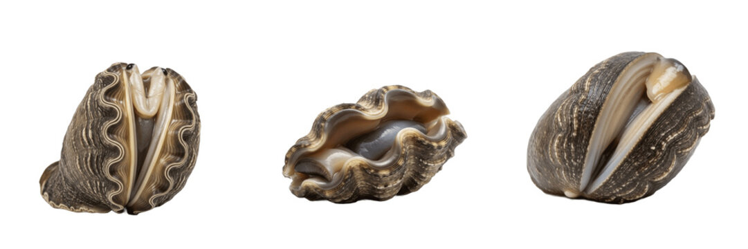 Giant Clam in Reef - Tridacna gigas - B&eacute;nitier - Almeja gigante - Massive Marine Mollusk SEO Title - Huge Colorful Shell in Tropical Coral Reef Wildlife Photography - Largest Bivalve Species Portrait