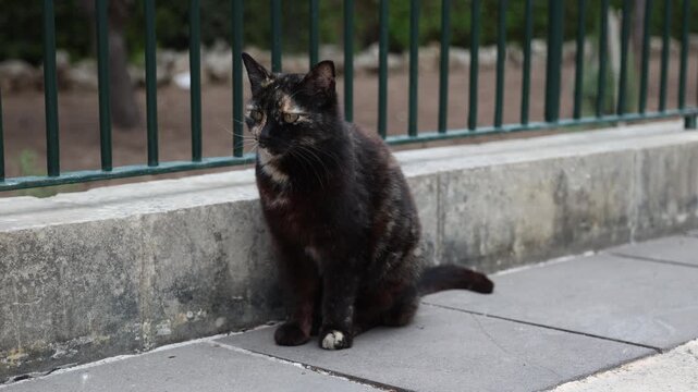 Tortoiseshell Stray Cat Sitting on Stone Pavement Near Metal Fence Looking Around Outdoors in Malta