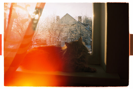Cat Sitting on Window Sill With Winter Light Leak