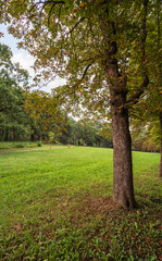 Fototapeta premium Golden autumn forest with tall trees and a thick carpet of fallen leaves. A warm, cozy autumn atmosphere.
