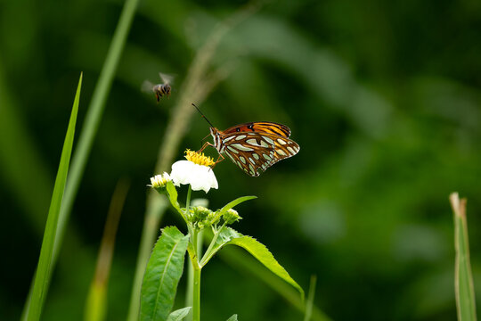 Butterfly and be fly in the wildflowers 