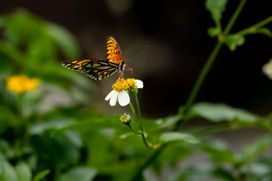 Monarch butterfly lands on flower