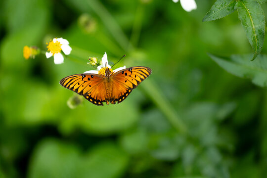 Monarch butterfly lands on flower