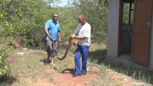Removal of Large African Rock Python From Residential Building safety risk and human-animal conflict