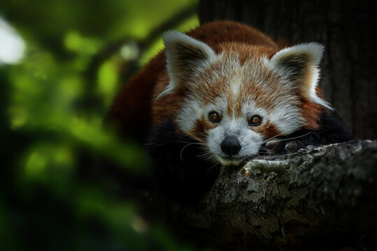 Red Panda (Ailurus fulgens) on the tree