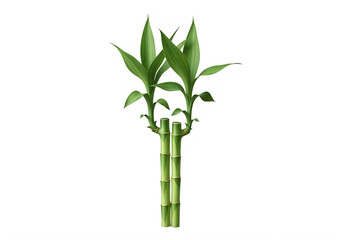 Naklejka premium Young bamboo plant with fresh green leaves emerging from a stalk