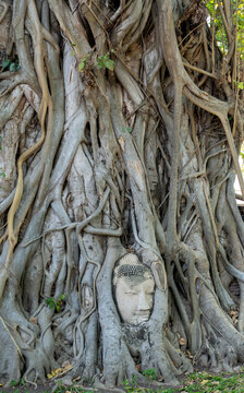 Buddha's head in tree roots..