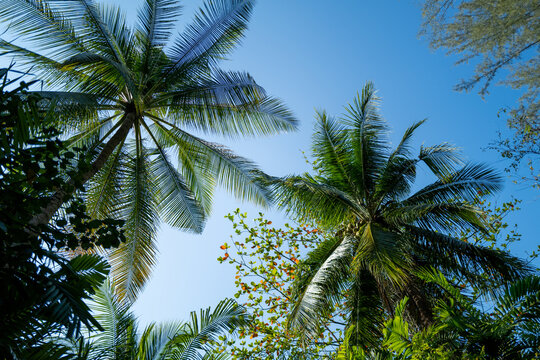 palm trees and other tropical foliage against a blue sky.
