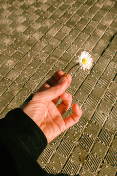Holding a small flower while standing on a textured surface