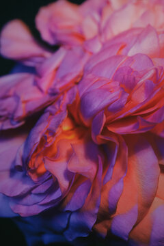 Close view of colorful flower petals in bright light