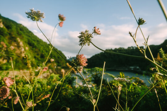 View of flowers by the river in a green valley during the day