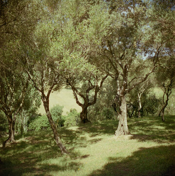 Olive Grove In Sunlight