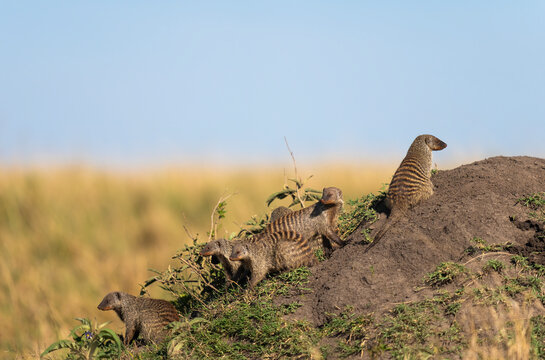 Mongooses Group On A Termite Mound  