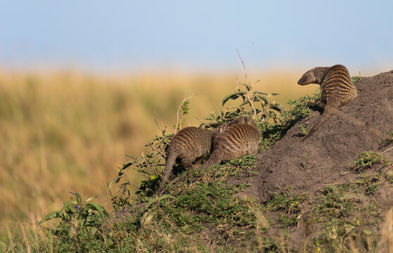 Mongooses In Masai Mara National Reserve, Kenya  