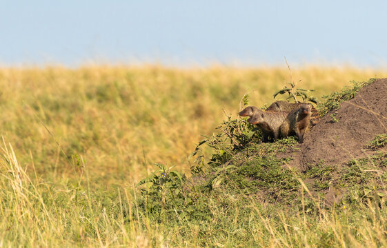Mongooses Group In Masai Mara, Kenya  