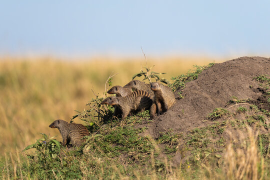 Mongooses On A Termite Mound, Masai Mara National Reserve  