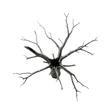 top-down, ultra-photorealistic image of a skeletal dead tree with cracked, dark gnarled wood grain, isolated on a transparent studio void; concept of existential solitude