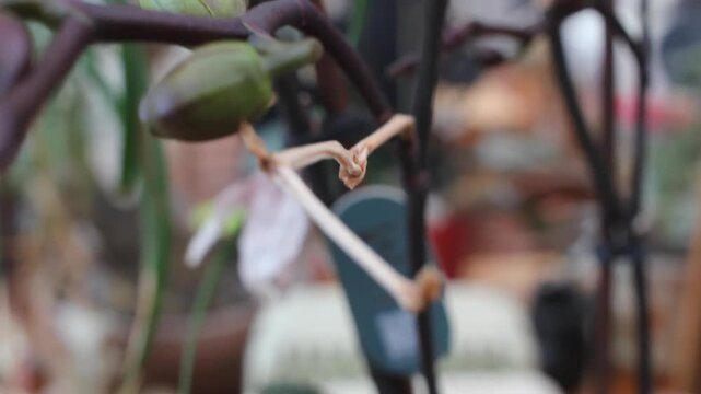 macro detail of orchid inflorescence and flower buds growth process
