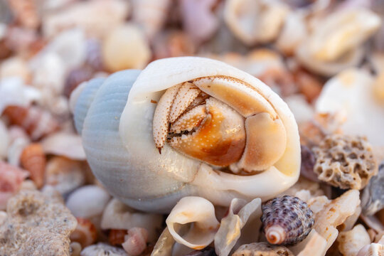 Hermit crab in a shell. Eighty Mile Beach. Western Australia.