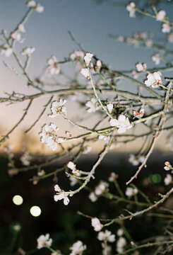 Cherry Tree Branches With White Flowers at Dusk in Springtime