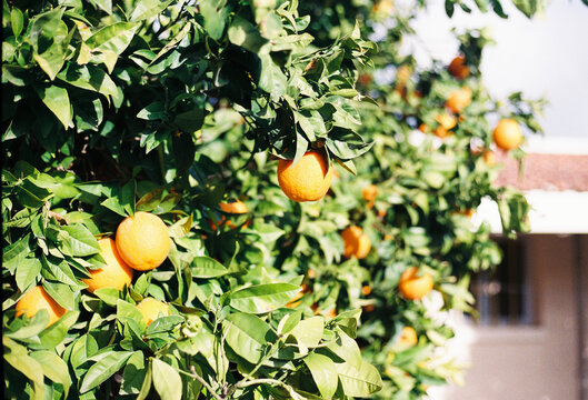Orange Trees Bear Ripe Fruit in a Sunny Garden During Autumn