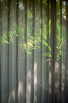 Tropical plants through a gauzy window blind.