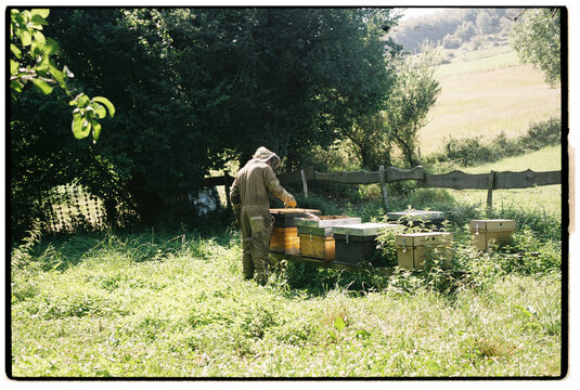 Beekeeper inspecting hives from behind