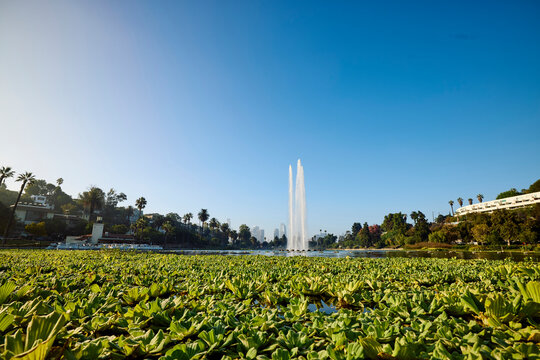 Lily pads and a fountain in a park in Los Angeles, California