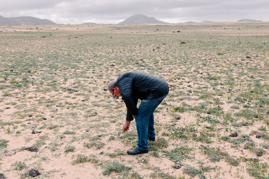 Wide shot of an elderly man harvesting Terfezia claveryi truffles