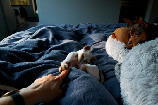 Person playing with Devon Rex kitten on bed whilst dog watches