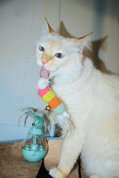 White cat playing with hanging toy indoors