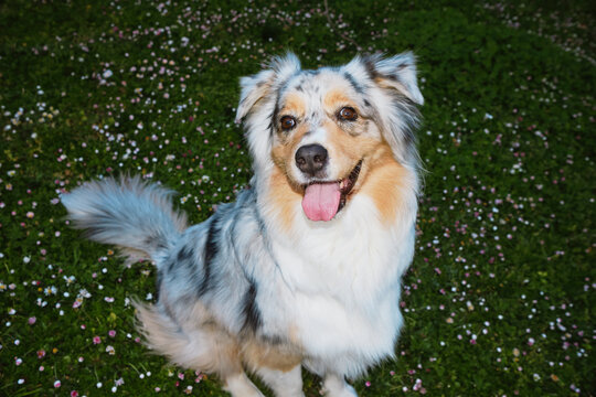 Dog sitting on grass looking up at camera