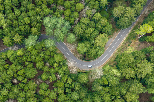 Aerial view of a winding asphalt road with a white car driving through the dense green forest Vallombrosa, Tuscany, Italy.